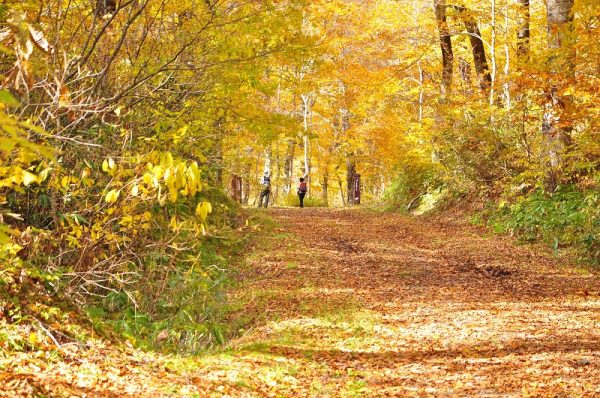 フォトコンテスト：黄葉の奥裾花自然園を散策