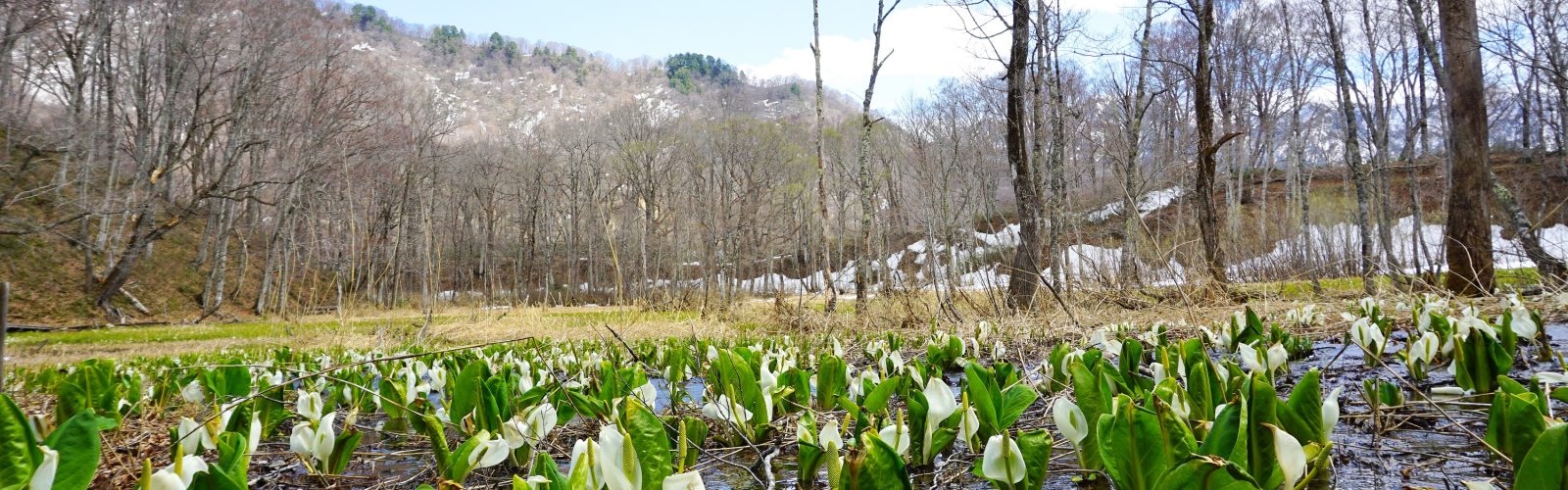 奥裾花自然園(おくすそばな しぜんえん)