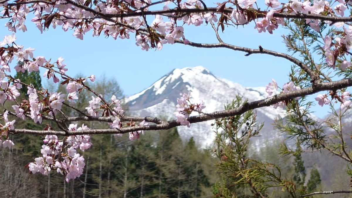 フォトコンテスト：春と冬の競演