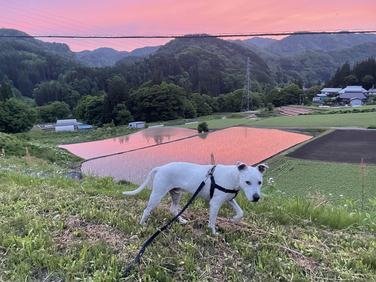 フォトコンテスト：シロイイヌ