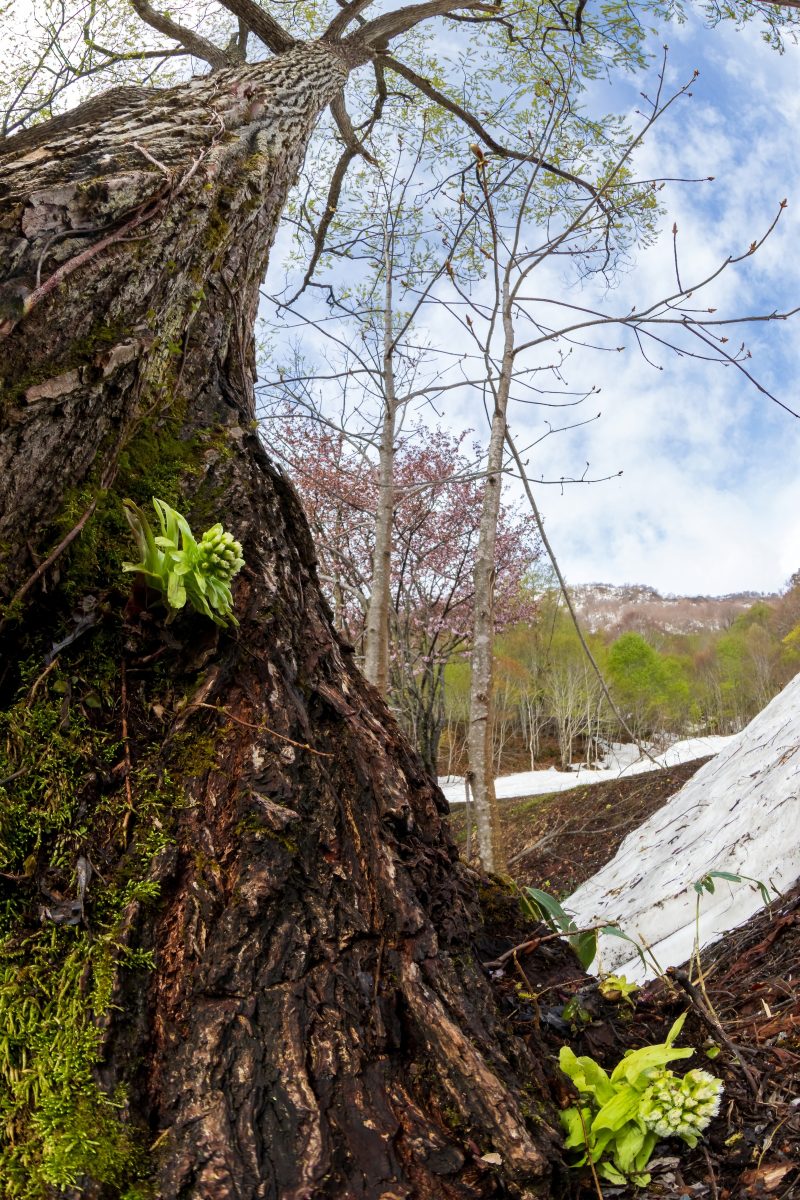 フォトコンテスト：木登りふきのとう