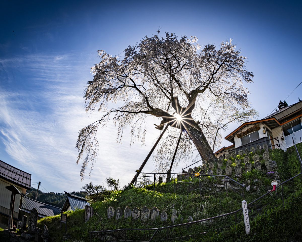 フォトコンテスト：煌めき数百年